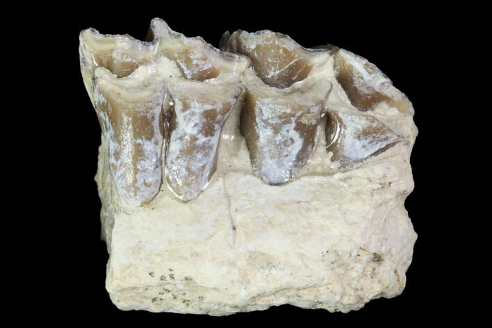 Oligocene Ruminant (Leptomeryx) Jaw Section - South Dakota #100416